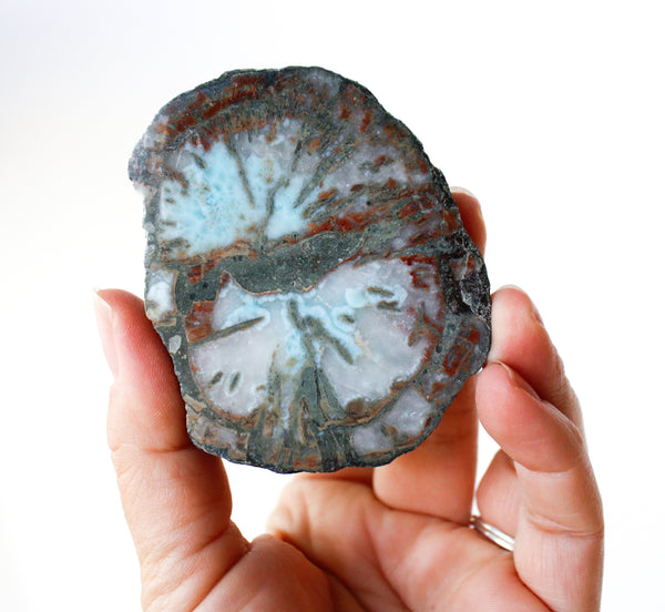 larimar petrified wood
